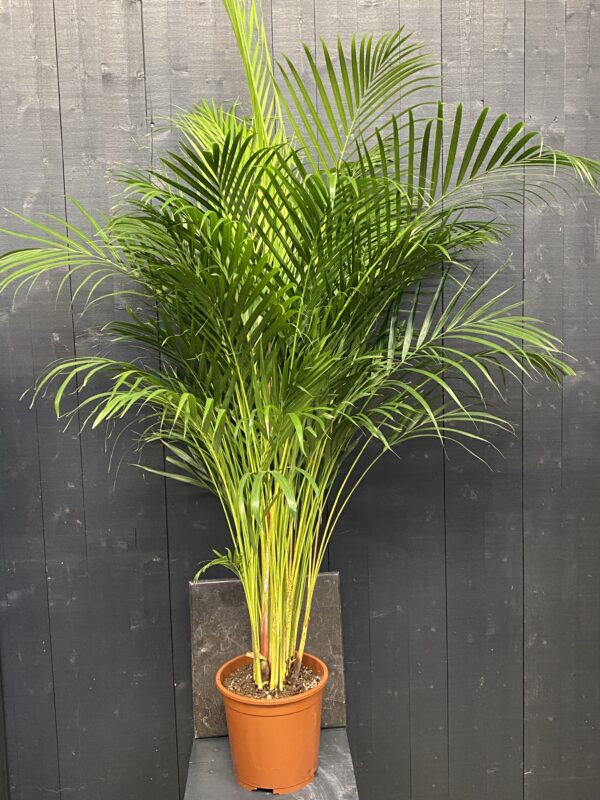Areca palm potmaat 25cm