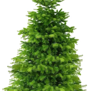 Kerstbomen